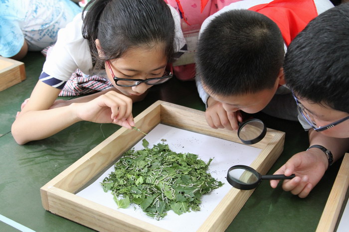 观察“蚕宝宝”